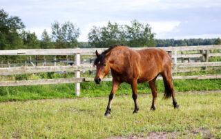 Leaky Gut in Horses