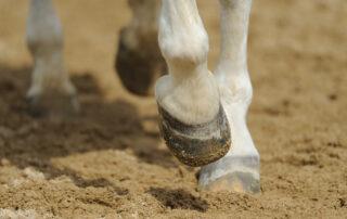 Podotrochlear Syndrome in Horses