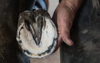 White Line Disease in Horses [Causes and Recovery]