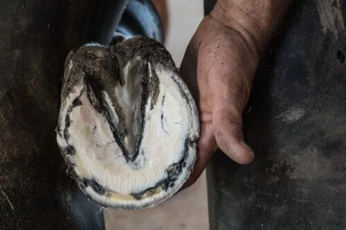 White Line Disease in Horses [Causes and Recovery]
