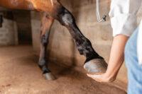 DSLD in Horses [Causes, Management & Prevention]