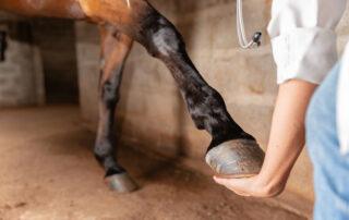 Degenerative Suspensory Ligament Desmitis in Horses