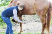 Ligament Injuries in Horses: Diagnosis, Treatment and Recovery