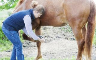 Helping Horses Recover from Ligament Injuries