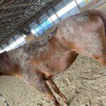 Abbie Belore - Visceral+ Testimonial