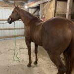 Abbie Belore - Visceral Testimonial