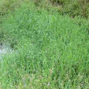 Aleman Grass (E. polistachya) Fresh Fert. Mexico Fine