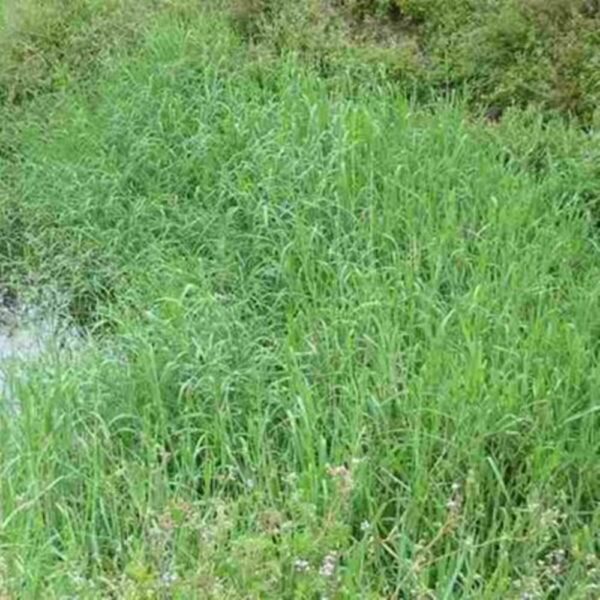 Aleman Grass (E. polistachya) Fresh Fert. Mexico Fine