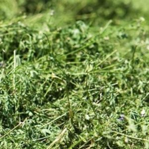 Alfalfa (Medicago sativa) Silage Brazil Medium