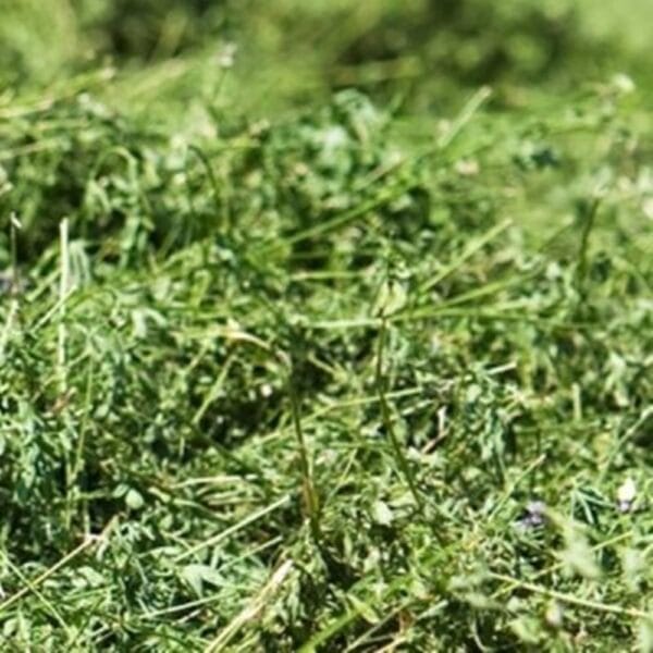 Alfalfa (Medicago sativa) Silage Brazil Medium