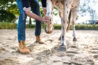 Arthritis in Horses: Symptoms, Diagnosis, Treatment & Management