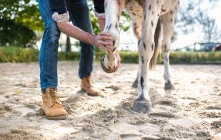 Arthritis Symptoms in Horses