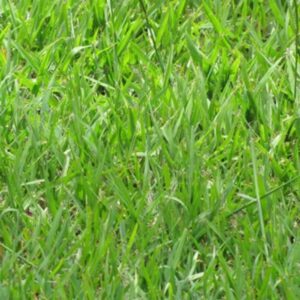 Bahiagrass (P. notatum) Fresh Fert. Mexico Long