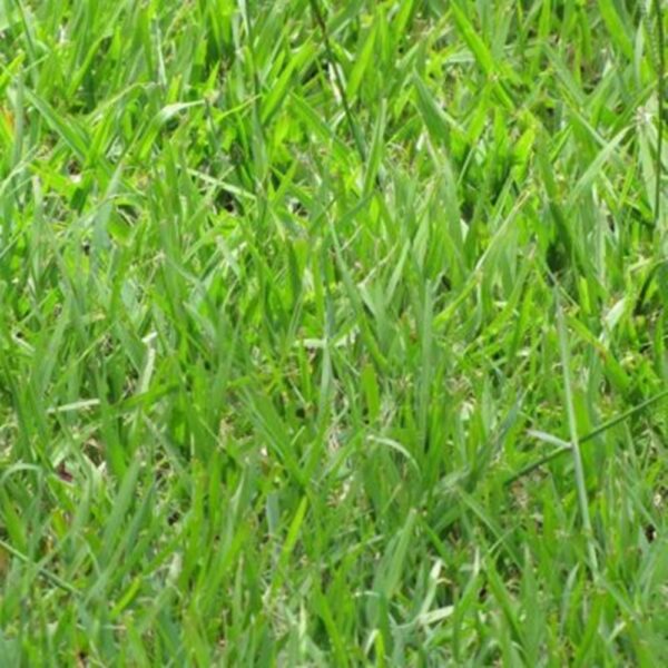 Bahiagrass (P. notatum) Fresh Fert. Mexico Long