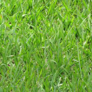 Bahiagrass (P. notatum) Fresh Fert. Mexico Medium