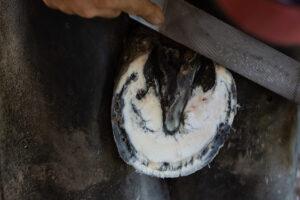 Barefoot Trimming for Horses: Benefits for the Hoof