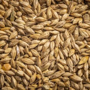 Barley, Whole (Modesto Milling)