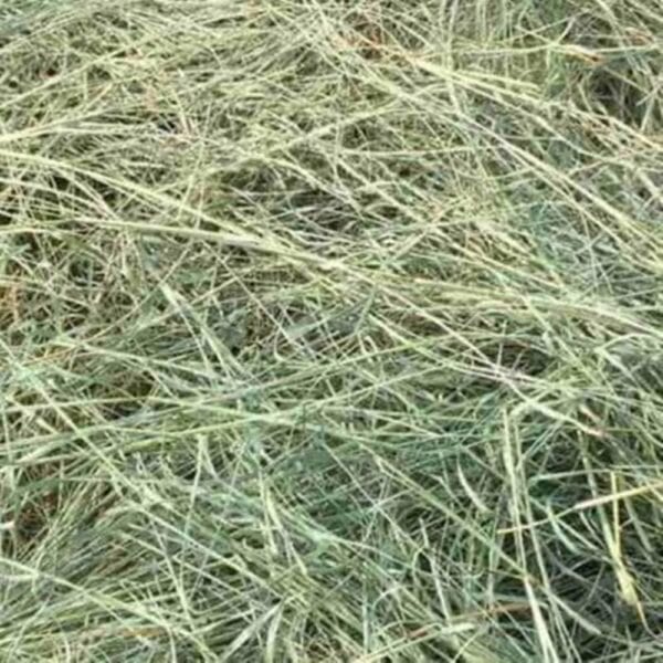 Bermudagrass (C. dactylon) Hay Florida Medium Chop