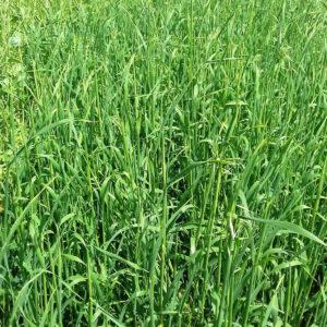 Black Oats (Avena Strigosa) Hay Brazil Medium Chop