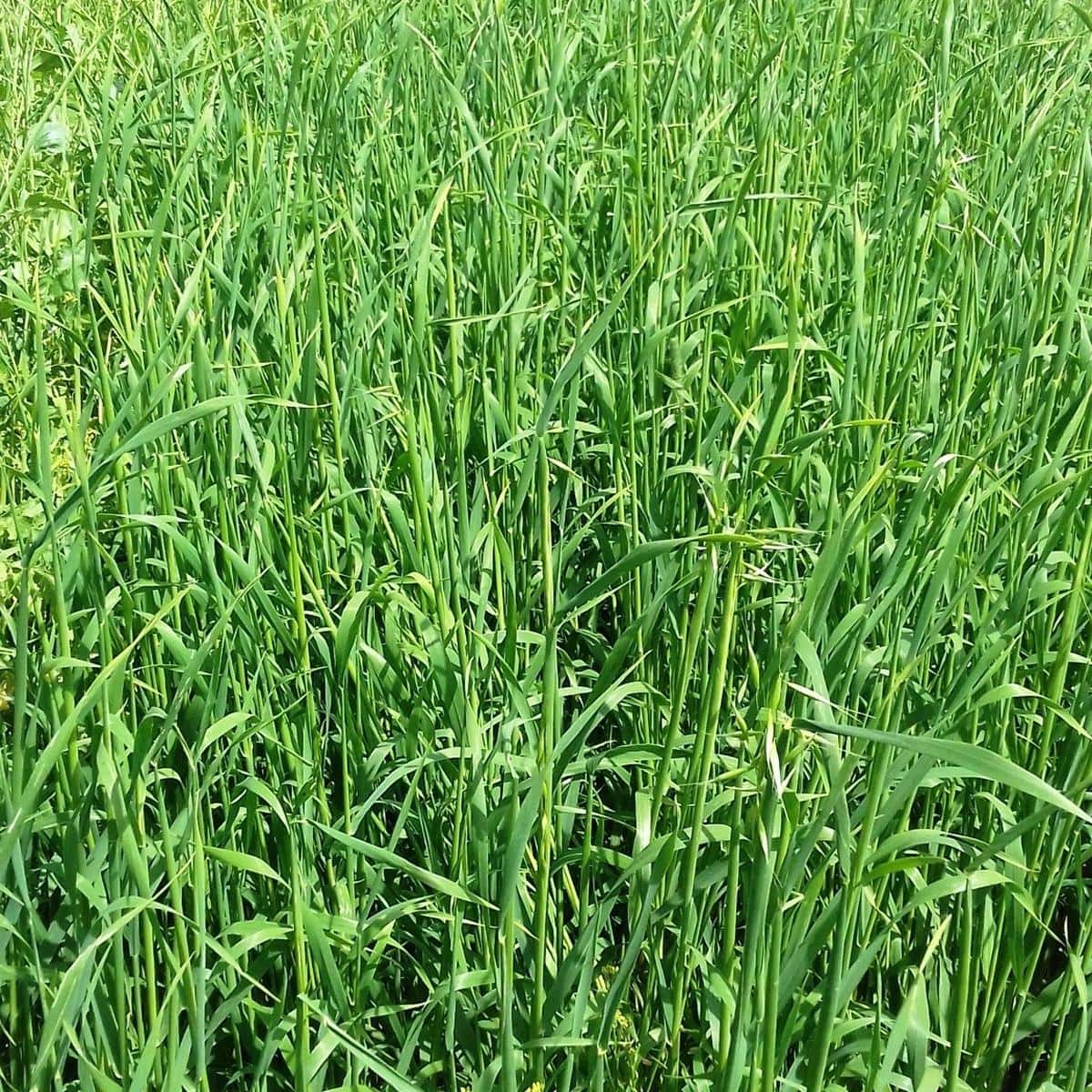 Black Oats (Avena Strigosa) Hay Brazil Medium Chop