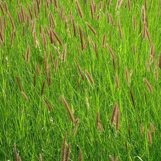 Buffelgrass (Cenchrus Ciliaris) Hay Brazil Medium Chop