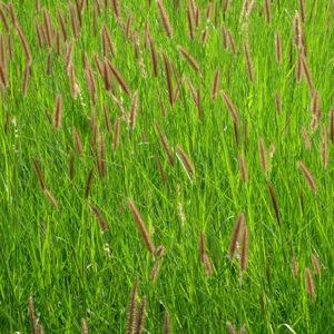 Buffelgrass (Cenchrus ciliaris) Hay Brazil Fine Chop