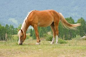 Camelina Oil for Horses: Should you Feed this Omega-3 Supplement?