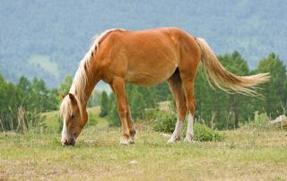 Camelina Oil for Horses
