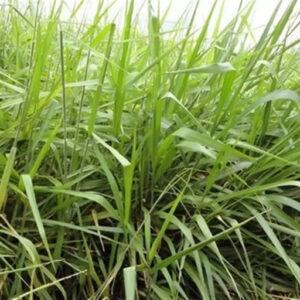 Congograss (B. ruziziensis) Hay Brazil Medium Chop