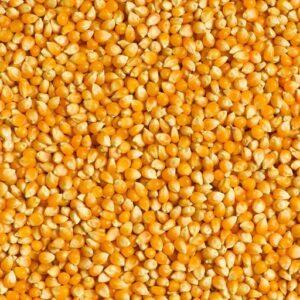 Corn (Zea Mays) Grain Brazil Whole