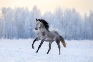 7 Tips for Feeding your Horse in Winter [Cold Weather Care Guide]