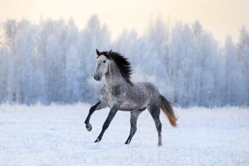 Feeding your Horse in Winter