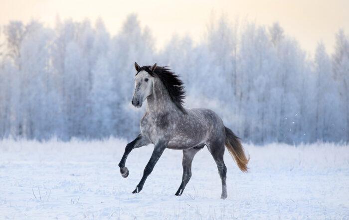 Feeding your Horse in Winter