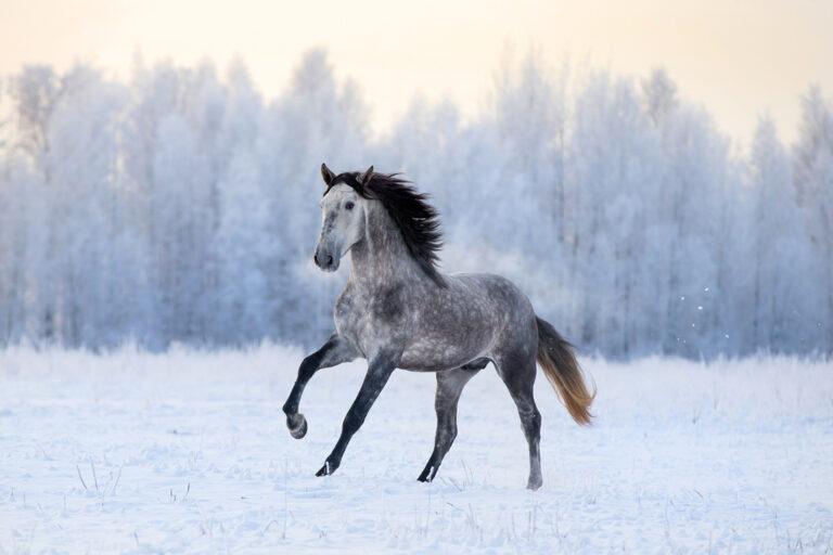 Feeding your Horse in Winter
