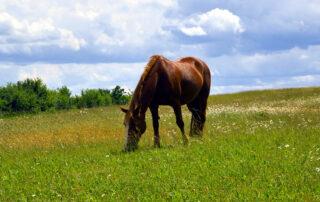 Gut Dysbiosis in Horses
