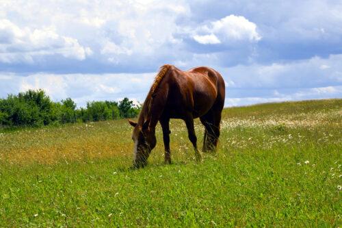 Gut Dysbiosis in Horses
