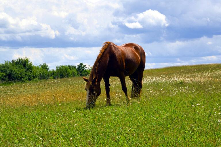 Gut Dysbiosis in Horses