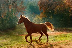 How to Manage Arthritis in Horses [Diagnosis, Treatment & Prevention]