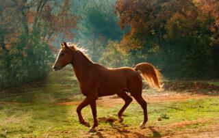 How to Manage Arthritis in Horses