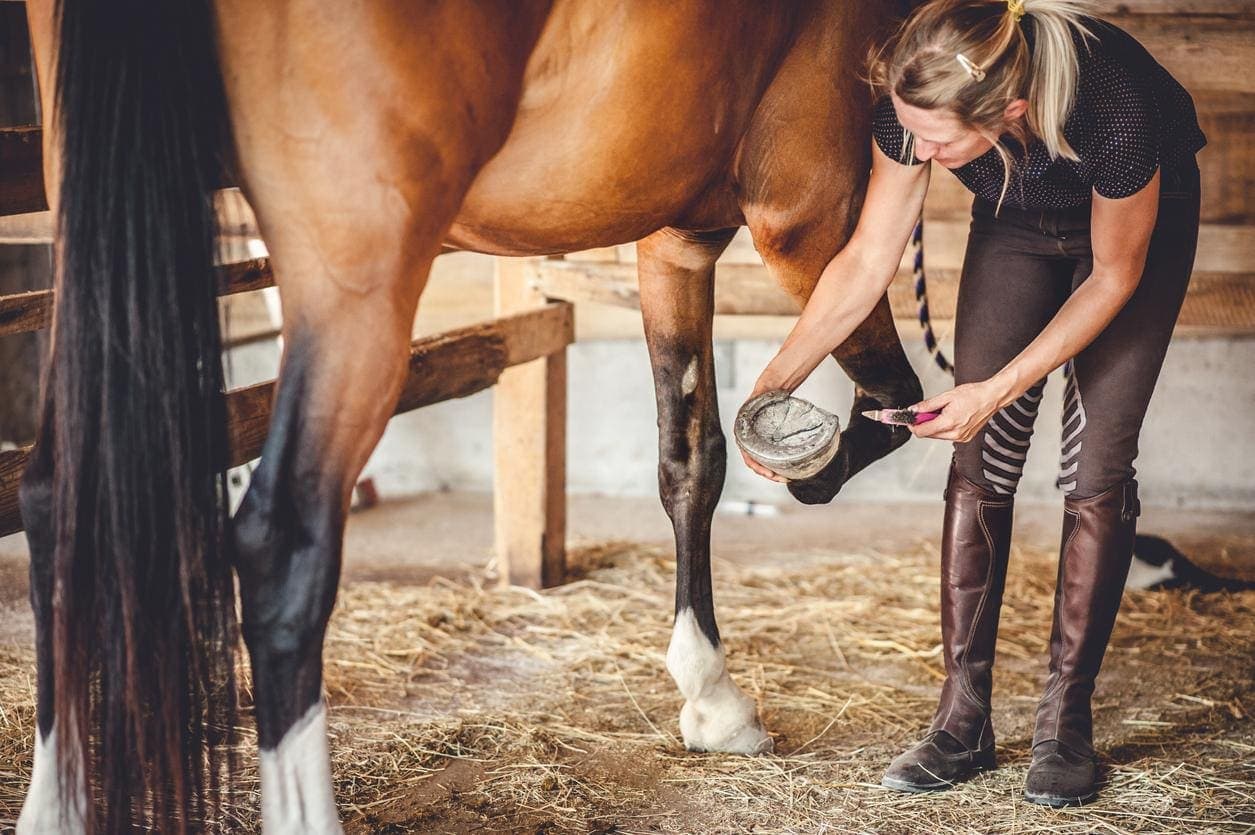 7 Common Hoof Problems in Horses – Signs & Treatment