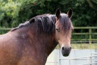 How to Get Rid of Cresty Neck in Horses [Feeding & Exercise]