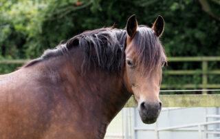 Cresty Neck in Horses