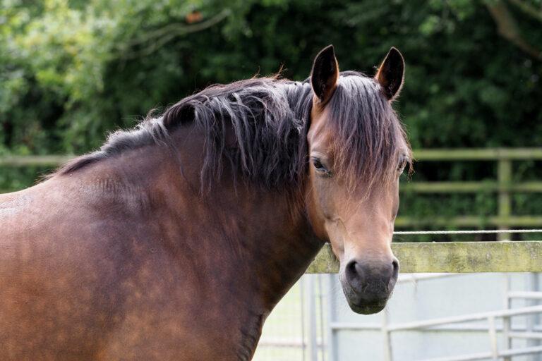 Cresty Neck in Horses