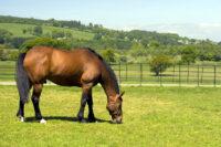 Equine Metabolic Syndrome: Symptoms, Treatment, Tests & Diet