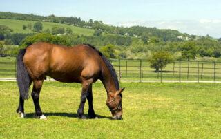 Equine Metabolic Syndrome