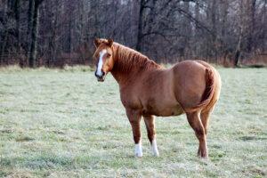 Feeding your Easy Keeper Horse: Best Diet Plan for Weight Management