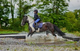 Feeding the Endurance Horse