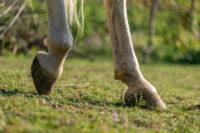 Feeding the Laminitis-Prone Horse – Diet, Prevention & Recovery