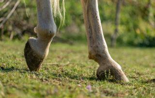 Feeding the Laminitic Horse