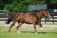 Gastric Ulcer Treatment in Horses: Management & Prevention